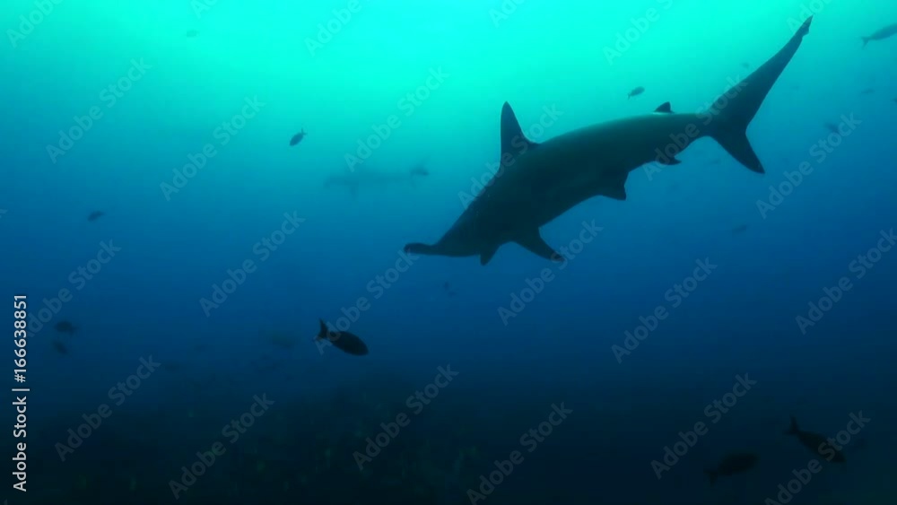 Galapagos, hammerhead swims by fish Galapagos, hammerhead swims by fish