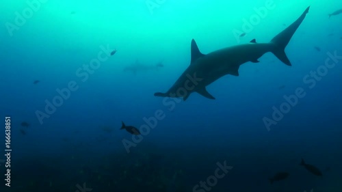 Wallpaper Mural Galapagos, hammerhead swims by fish Torontodigital.ca