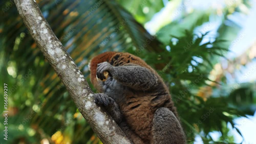 Mongoose lemur eats fruit on tree branch, low angle