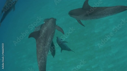 Bahamas, spotted dolphins swim by surface