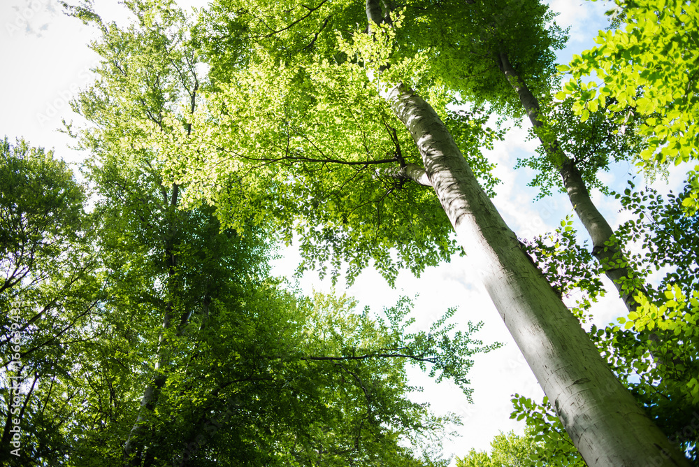 Obraz premium Forest vegetations