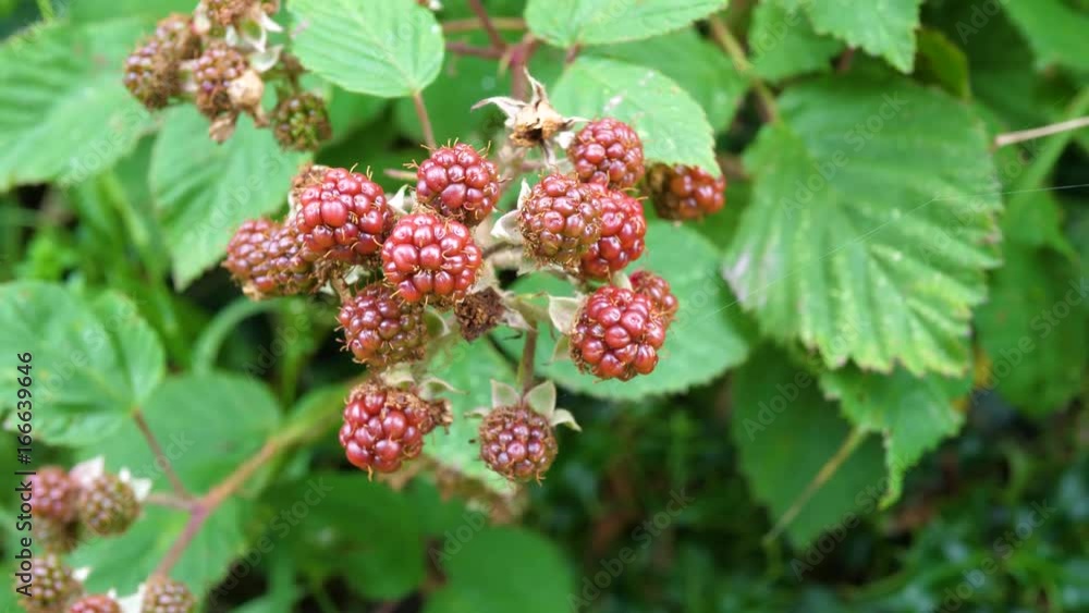 Blackberries begin to ripen on their green bush Blackberries begin to ripen on their green bush
