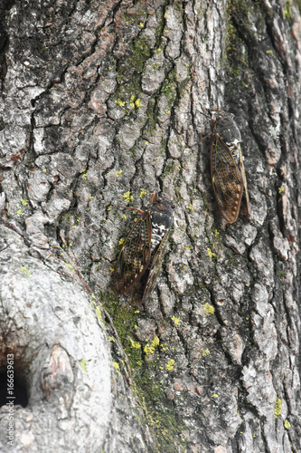日本の昆虫「蝉（アブラゼミ）」ライフプラン、生活する、夏を精一杯生きる、人生を精一杯生きるなどのイメージ