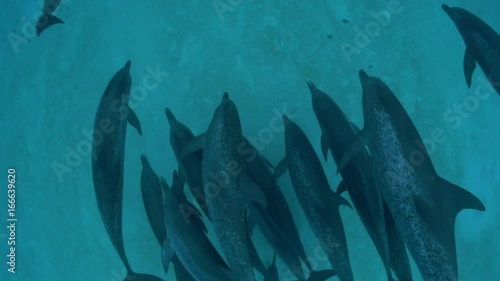 POV, pod of spotted dolphins swim at ocean floor