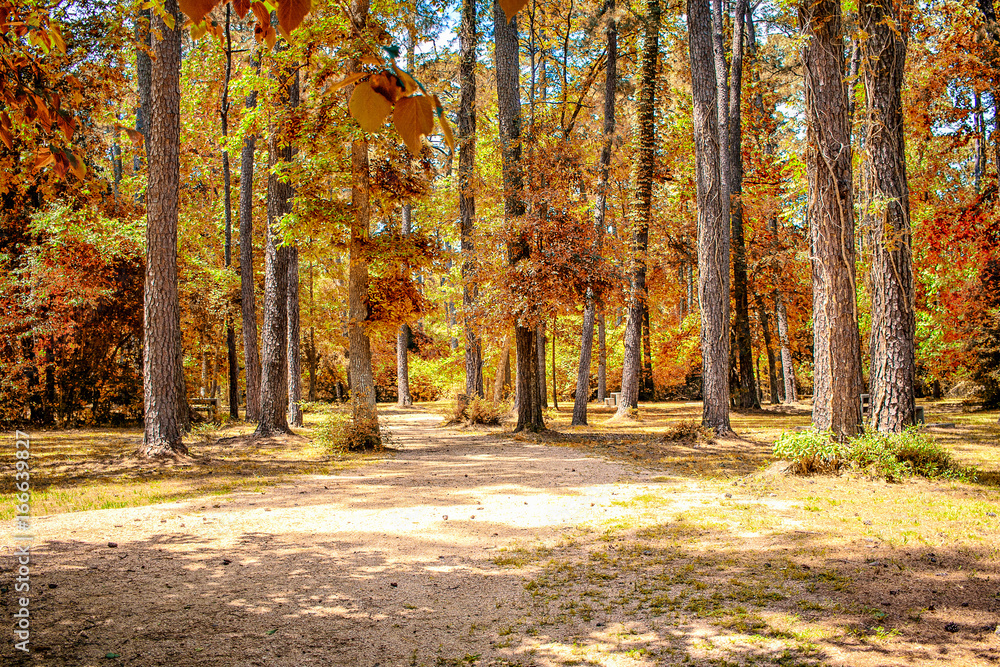 Naklejka premium Hiking trail in a park