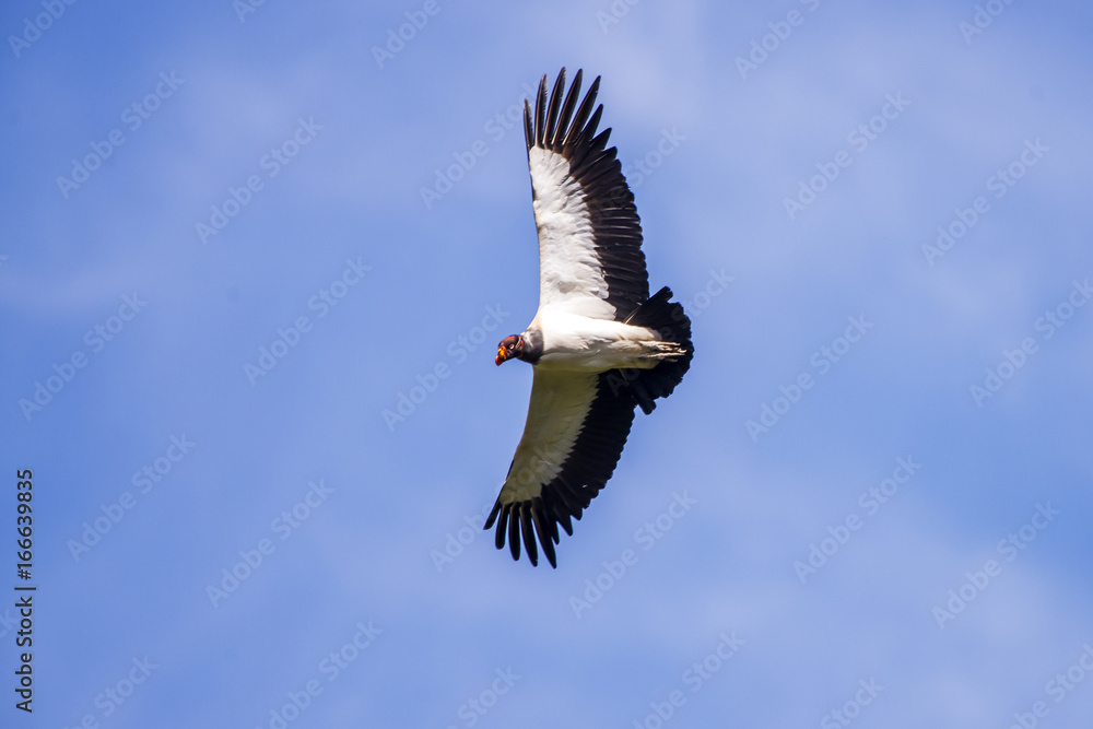 Obraz premium King Vulture
