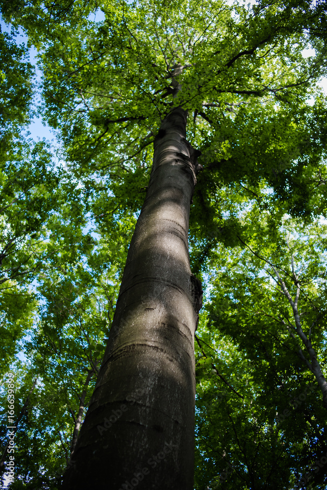 Fototapeta premium Forest vegetations