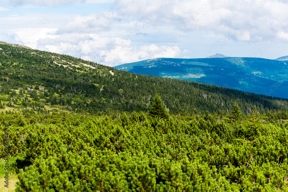 Beautiful mountain landscape and meadow