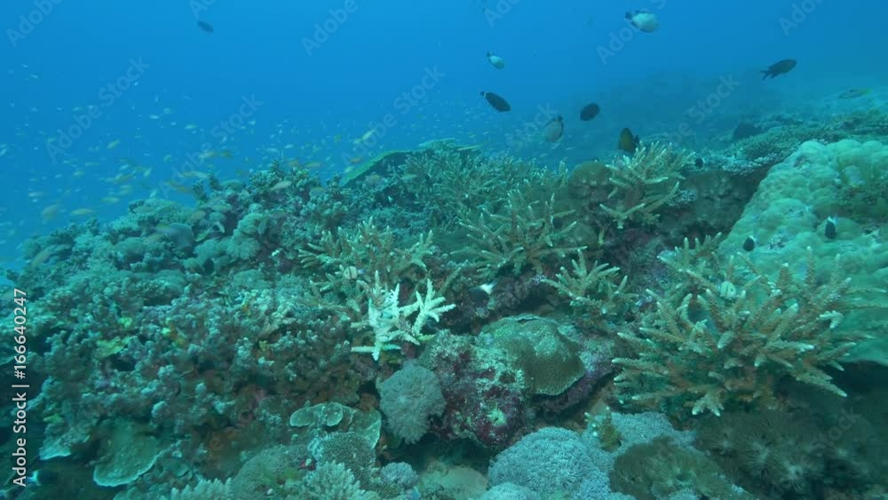 Marine life in Indian Ocean reef, POV Marine life in Indian Ocean reef, POV