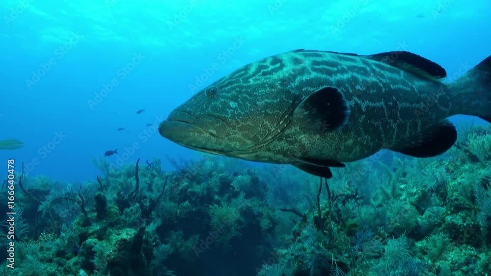 Bahamas fish swims over reef, POV Bahamas fish swims over reef, POV