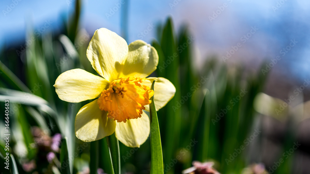 Obraz premium buttercup 2