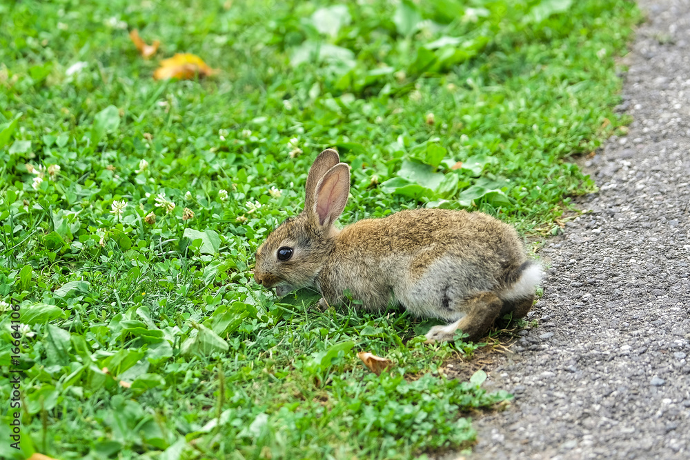 Fototapeta premium The image of rabbit