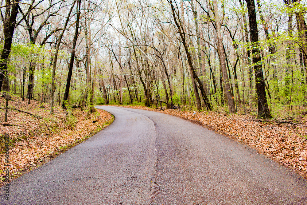 Fototapeta premium Covered Road