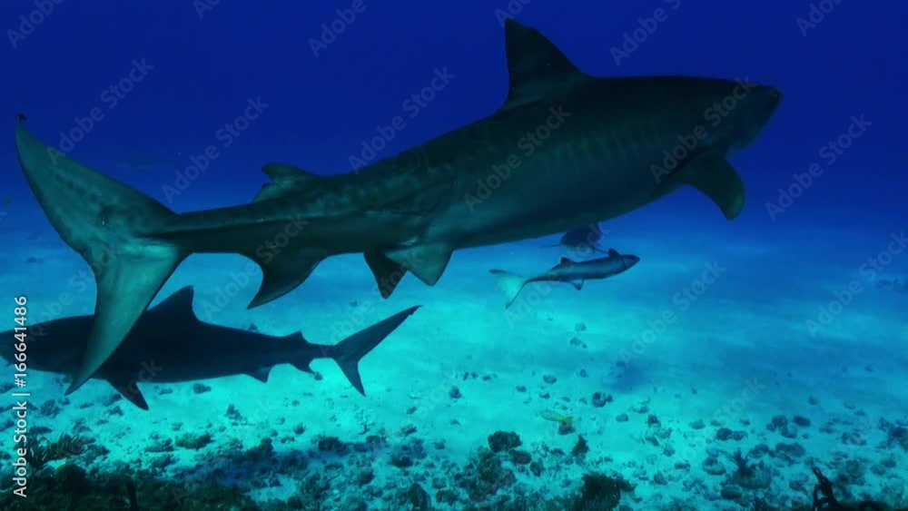 Tiger shark swims to surface, POV Tiger shark swims to surface, POV