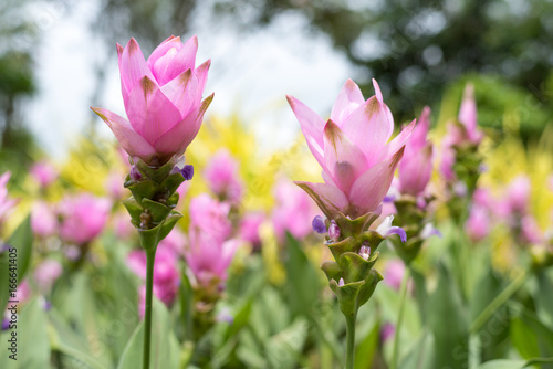 Siam Tulip blooming in the garden
