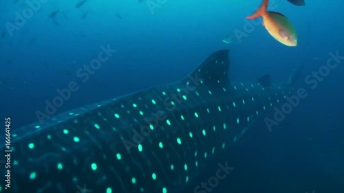 Whale shark swims under school of fish, Galapagos