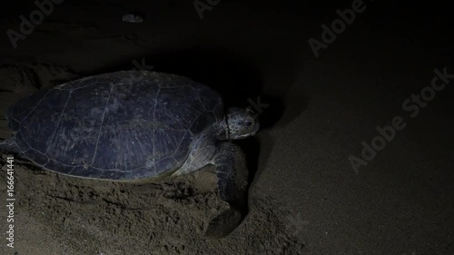 Sea turtle crawls across beach at night, Comoros