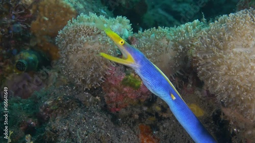 Blue ribbon eel in Bali, Indonesia reef