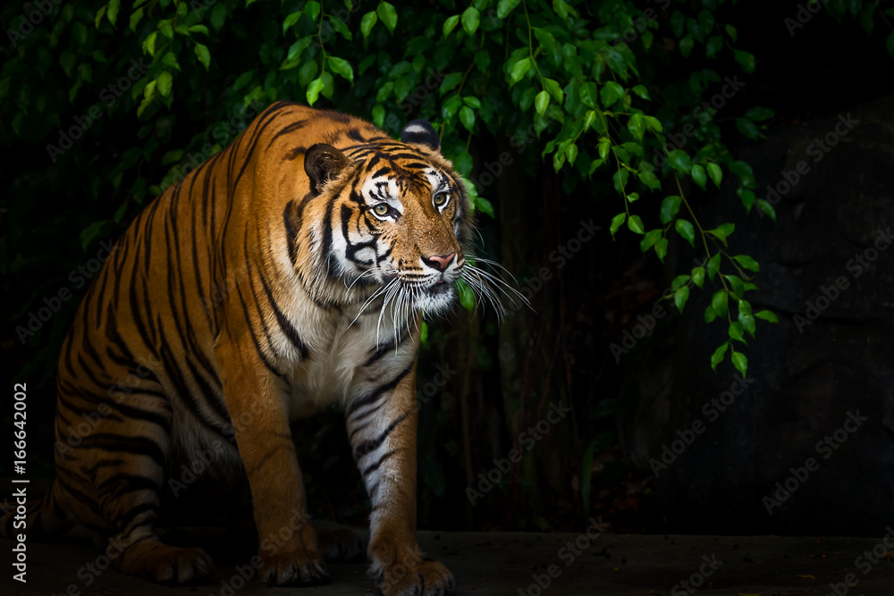 Obraz premium Close up tiger.