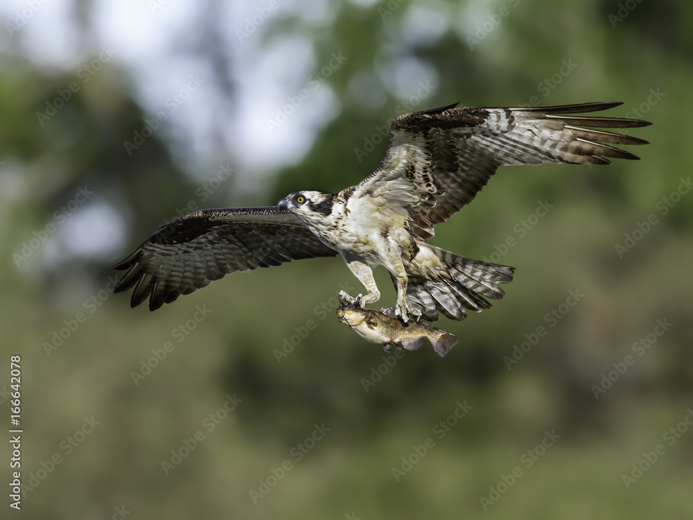 Fototapeta premium Osprey Bringing Fish to the Nest on Green Background