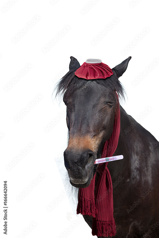 Naklejka premium ill horse with thermometer have fever