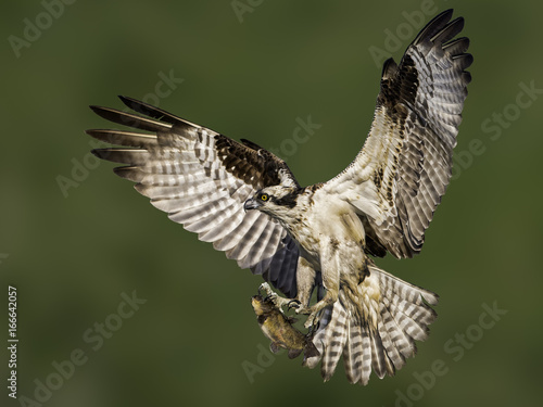 Osprey Flying with Fish on Green Background