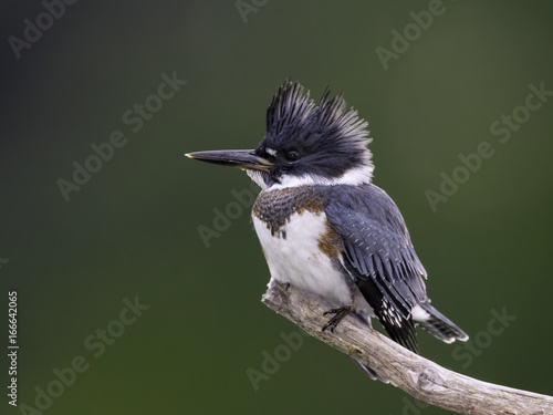 Belted Kingfisher Portrait on Green Background