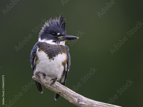 Belted Kingfisher Portrait on Green Background photo