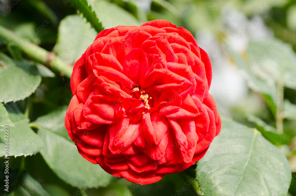 Obraz premium Red rose flower blossom in a garden