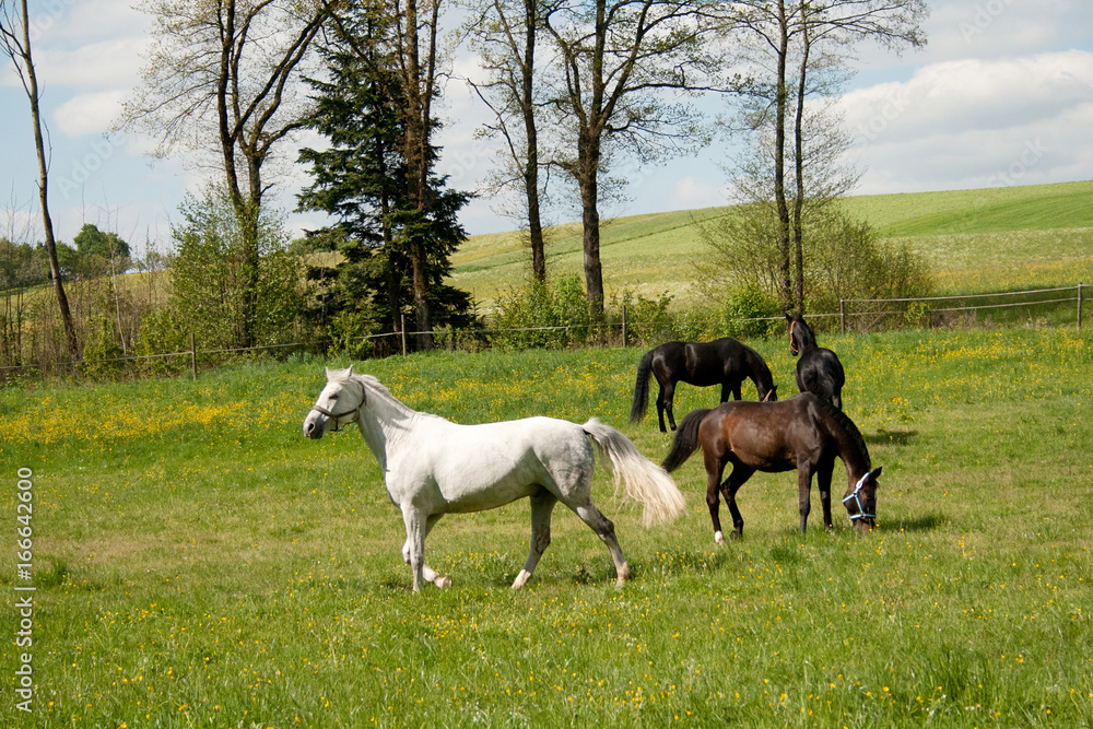 Fototapeta premium free horses grazing in meadow