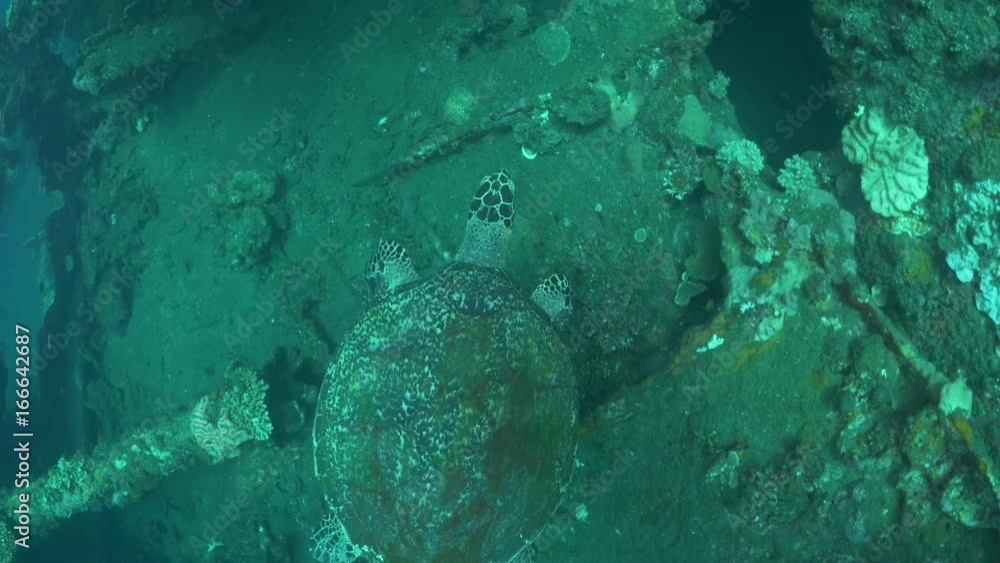 Turtle swims over rocky sea bed, POV Turtle swims over rocky sea bed, POV