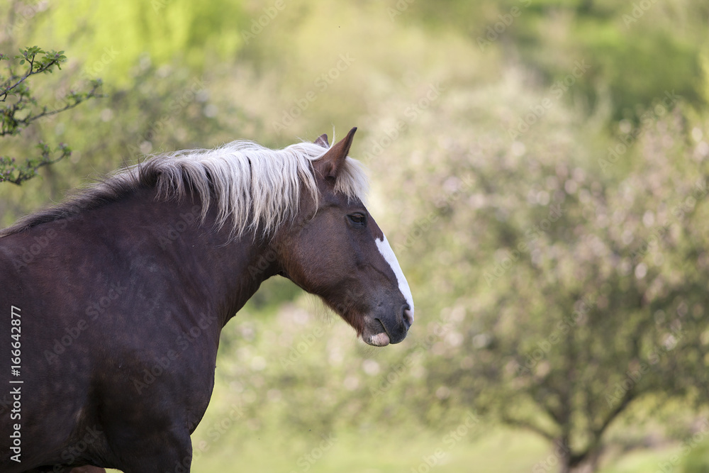 Draft Horse portrait