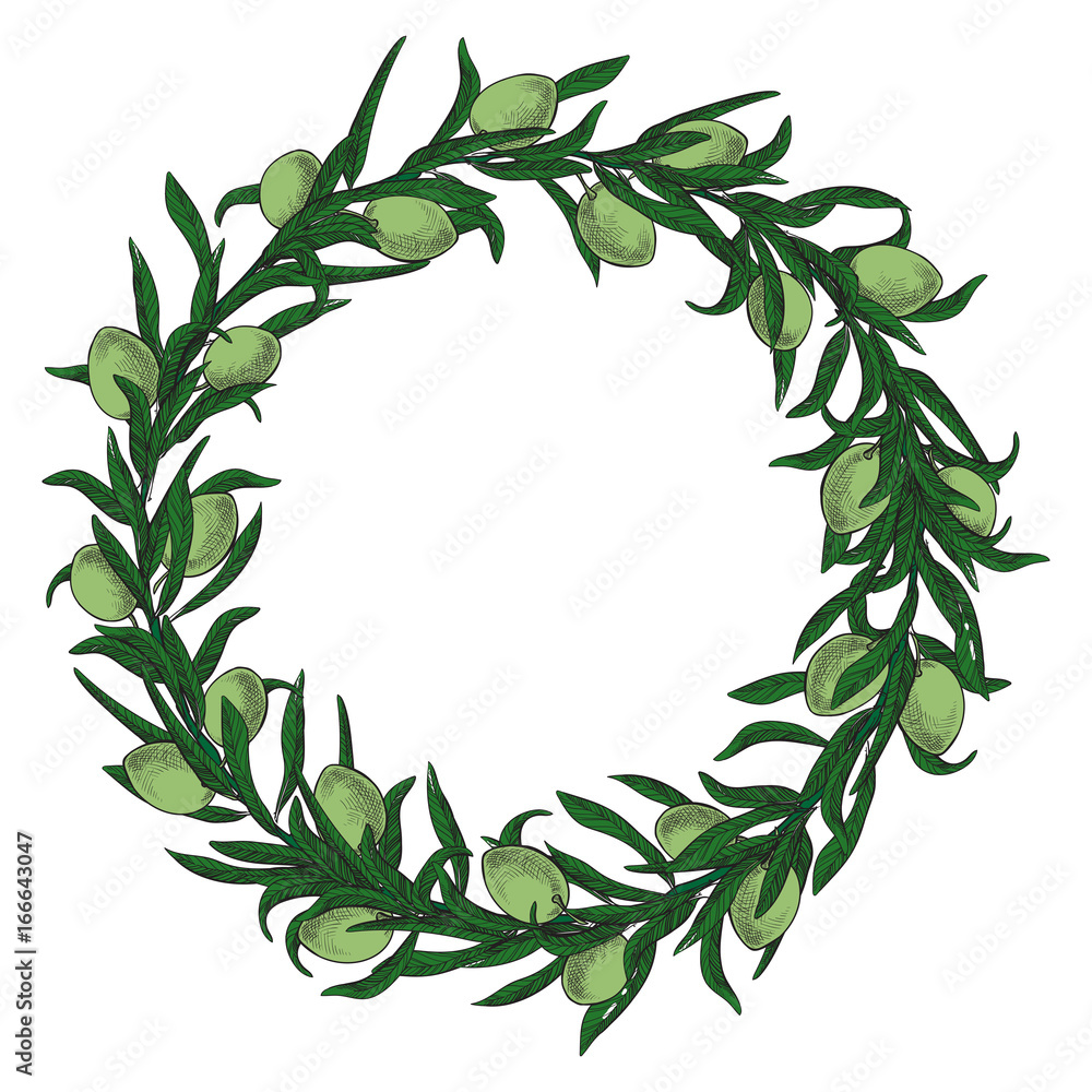 Olive wreath is painted by hand in vintage style. Natural product. Illustration in graphic style sketch. Vector illustration
