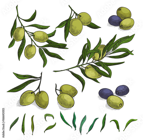 Olive sketch element collection, olive branches isolated over white background, leaves, olives, vector hand drawn illustration