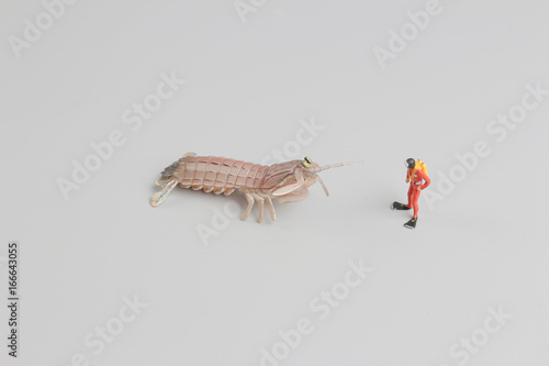 figure of diver with Peacock mantis shrimp photo