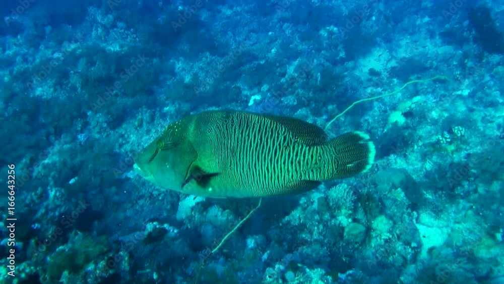 Humphead wrasse swims over Red Sea reef, POV Humphead wrasse swims over Red Sea reef, POV