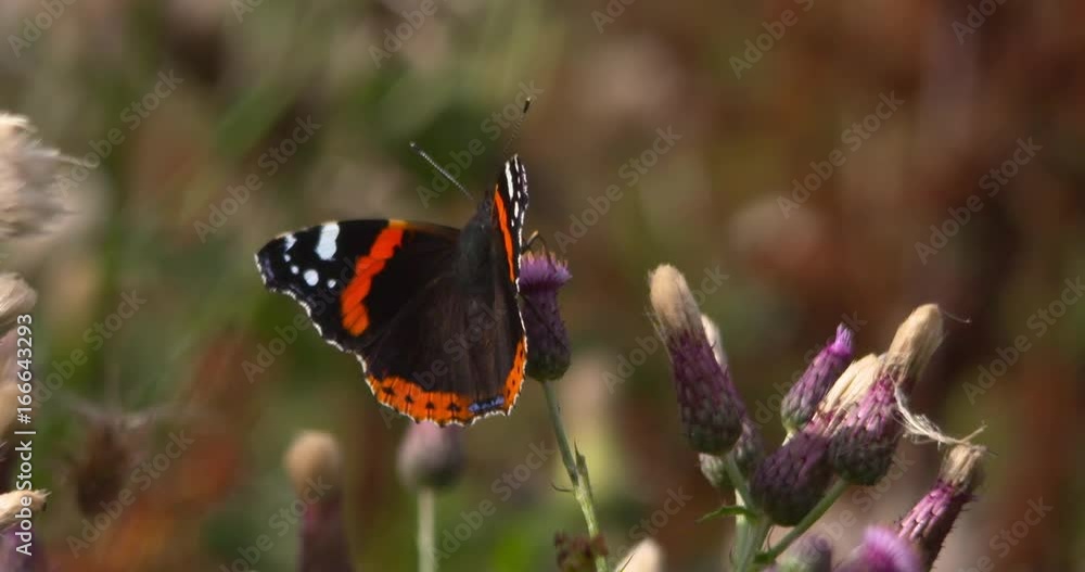Red Admiral butterfly wing pattern on thistle wild flower. Slow motion Red Admiral butterfly wing pattern on thistle wild flower. Slow motion