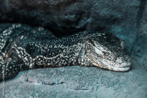 detail shot of water monitor lizard.