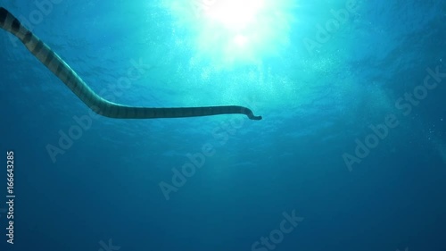 White sea snake swims in ocean