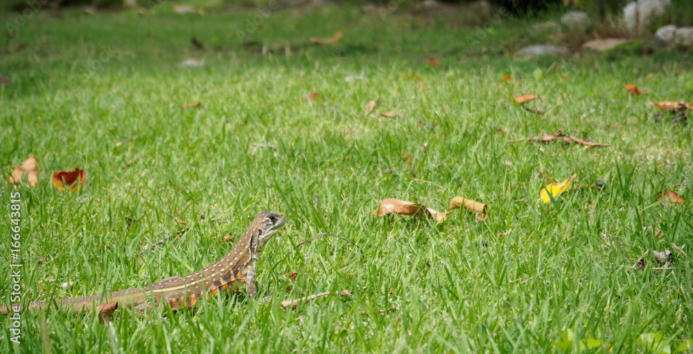 closeup head shot of Oriental garden lizard closeup head shot of Oriental garden lizard
