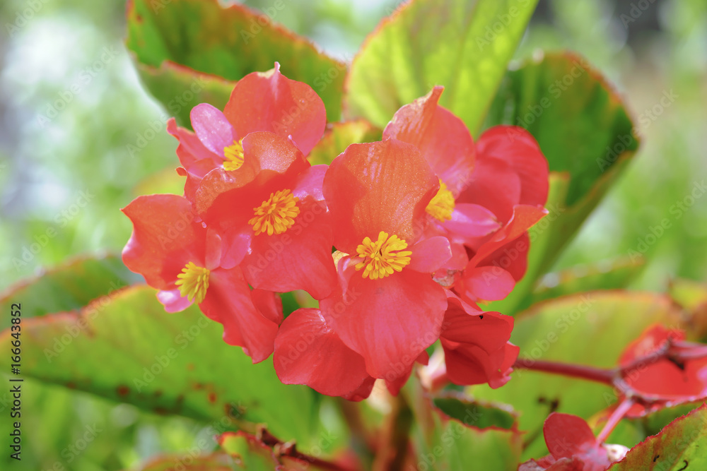 Obraz premium Begonia flowers