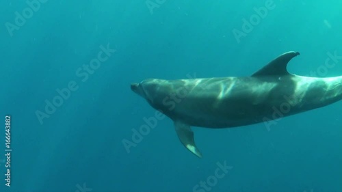 Lone bottlenose dolphin swims in open ocean, POV