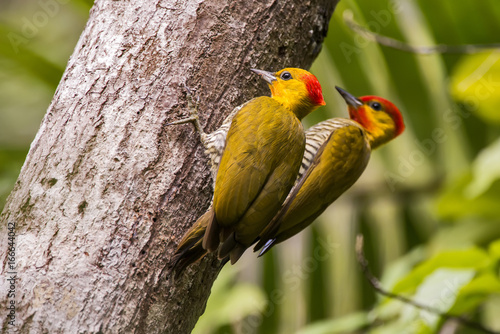 Woodpecker photo