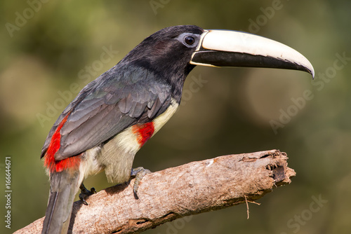 Black-necked Aracari photo