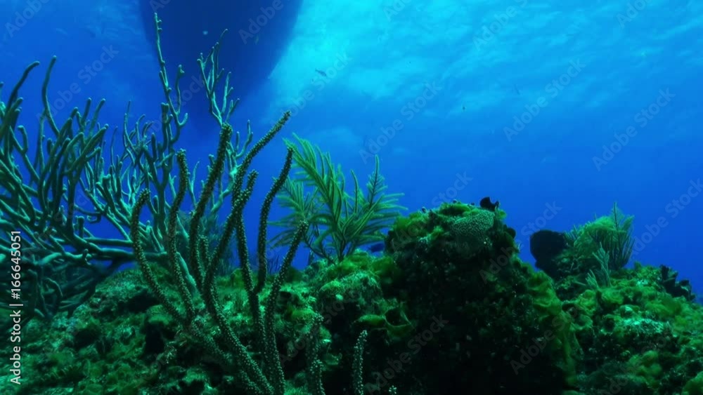 Low angle, shark swims over reef in Bahamas Low angle, shark swims over reef in Bahamas