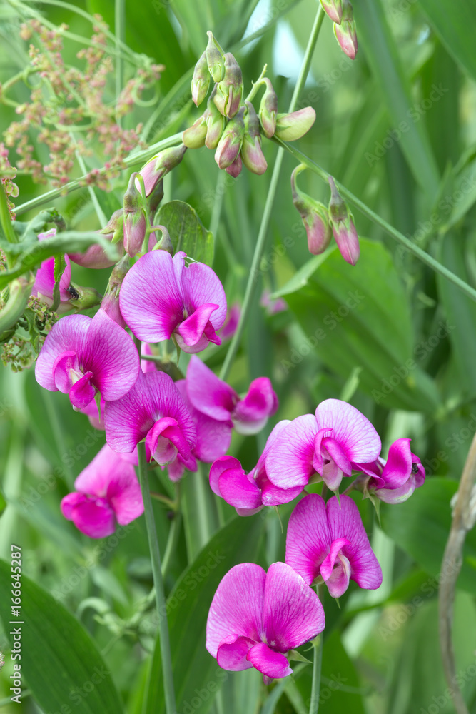 Blooming broad-leaved everlasting-pea, Lathyrus latifolius Blooming broad-leaved everlasting-pea, Lathyrus latifolius