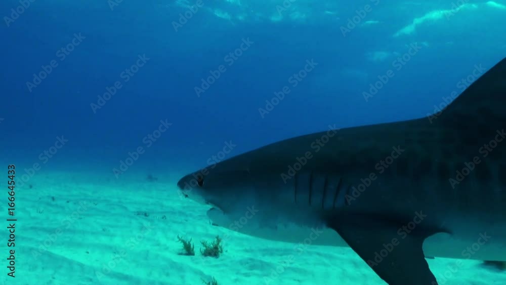 Tiger shark in Bahamas, Underwater POV Tiger shark in Bahamas, Underwater POV
