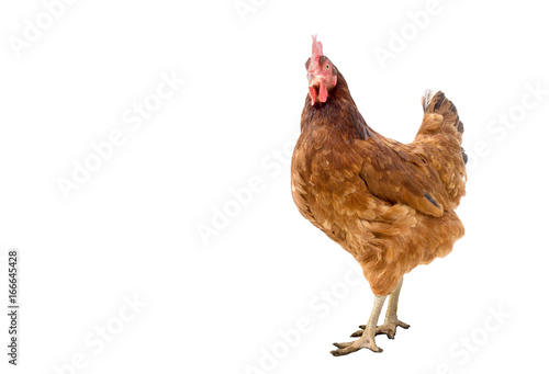 brown hen isolated on white, copy space