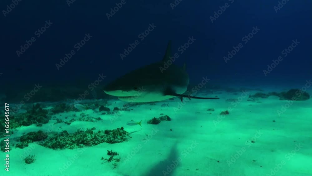 Herd of sharks off coast of Bahamas, POV Herd of sharks off coast of Bahamas, POV