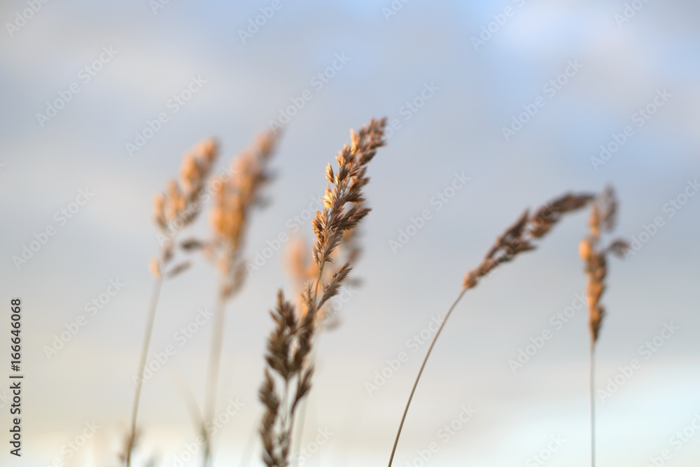 Wheat in front of evening sky blurred background Wheat in front of evening sky blurred background